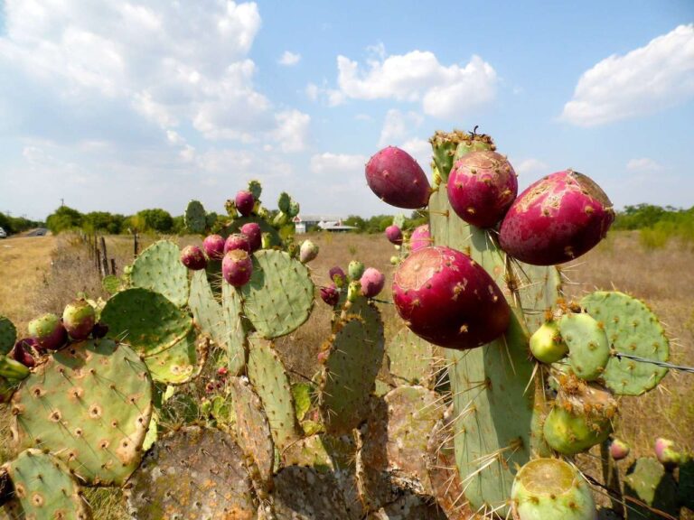 nopal