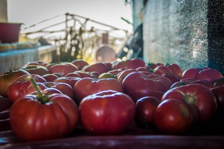 alimentos orgánicos