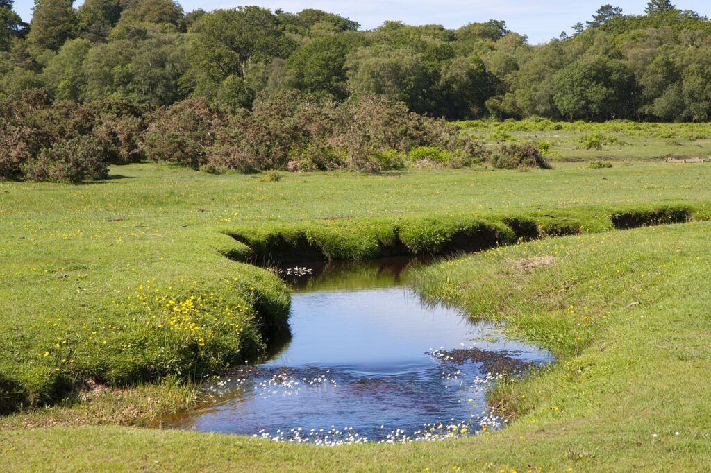 Pradera y arroyo