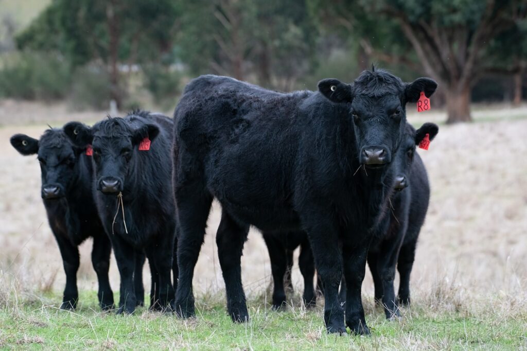 Canada ganado Angus