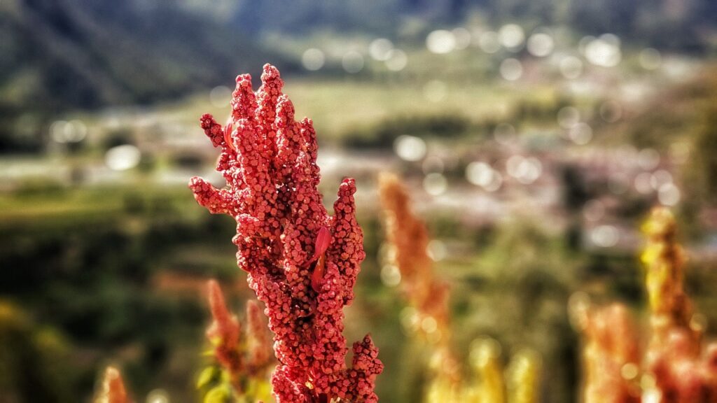 quinoa naturaleza