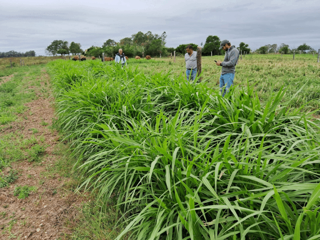 irrigation