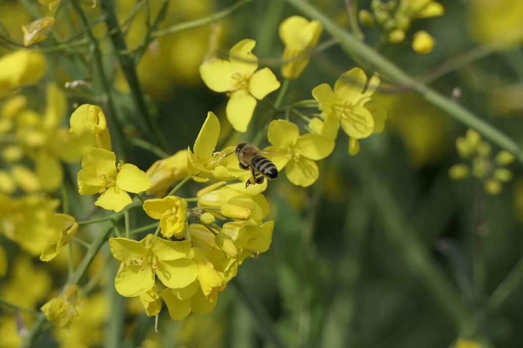 Abeja polinizando flores de colza en un cultivo agrícola