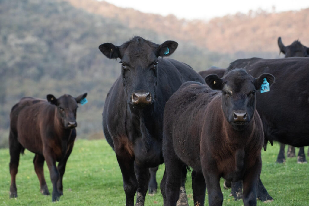Exportaciones cárnicas: balance y perspectivas Ganado bovino de raza Angus en pradera uruguaya, base de la producción de carne vacuna destinada a la exportación en 2025.