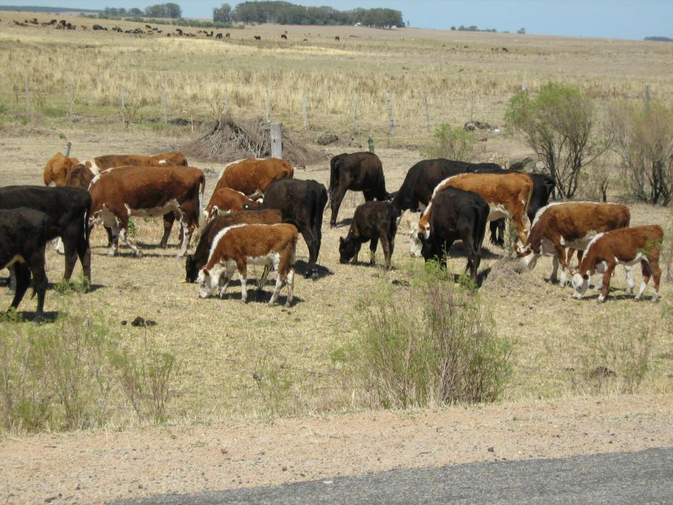El MGAP habilita pastoreo excepcional en siete departamentos Ganado pastoreando junto a una vía rural en Uruguay, actividad habilitada excepcionalmente por el MGAP en zonas afectadas por condiciones climáticas.
